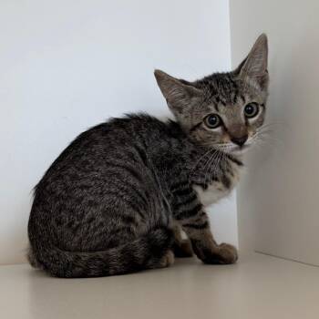 Banzai -  Domestic Short Hair Cat for Adoption in League City, Texas - Banzai | PetCurious