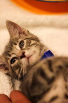 Rescue Domestic Short Hair Cats for Adoption - Dexter | PetCurious