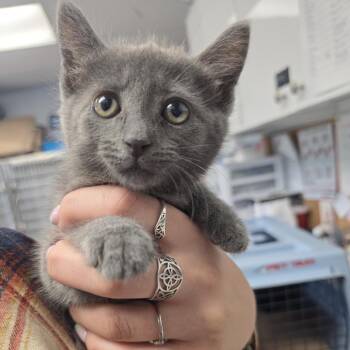 Taquito -  Domestic Short Hair Cat for Adoption - Taquito | PetCurious