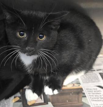 Rescue Domestic Short Hair Cats for Adoption in Orange, Virginia - Carl | PetCurious