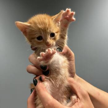 Lettuce -  Domestic Short Hair Cat for Adoption in Chattanooga, Tennessee - Lettuce | PetCurious