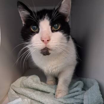 Rescue Domestic Short Hair Cats for Adoption in Philadelphia, Pennsylvania - Master Splinter | PetCurious