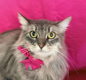 ALICE -  Maine Coon and Domestic Medium Hair Cat for Adoption in Rowland Heights, California - ALICE | PetCurious