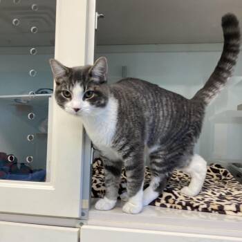 Little -  Domestic Short Hair Cat for Adoption in Wheeling, Illinois - Little | PetCurious