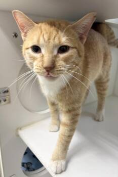 Omelette -  Domestic Short Hair Cat for Adoption in Rochester, Indiana - Omelette | PetCurious