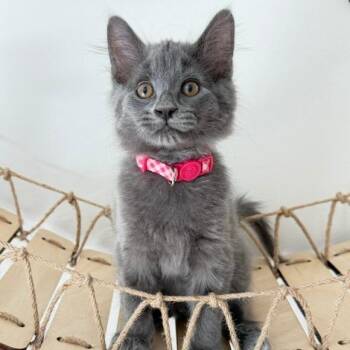 Harlow -  Domestic Medium Hair Cat for Adoption in Naperville, Illinois - Harlow | PetCurious