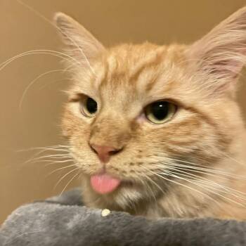 Rescue Domestic Medium Hair Cats for Adoption - Hype | PetCurious