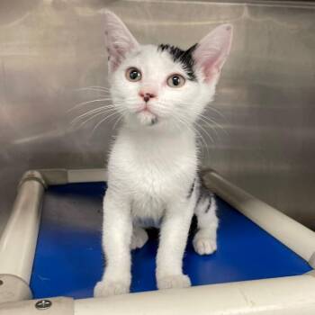 Galway -  Domestic Short Hair Cat for Adoption in Roanoke, Virginia - Galway | PetCurious