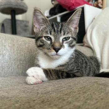 Rescue Domestic Short Hair Cats for Adoption in Lyndhurst, Virginia - String Bean | PetCurious
