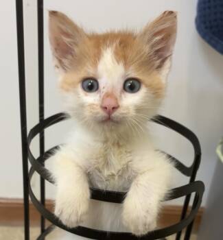 Huey -  Domestic Short Hair Cat for Adoption in Jamestown, California - Huey | PetCurious