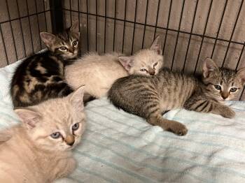 Rescue Domestic Short Hair Cats for Adoption in Sylacauga, Alabama - The “A” Litter | PetCurious