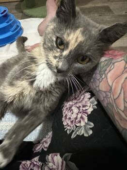 Rescue Domestic Short Hair Cats for Adoption in Albany, Wisconsin - Lucille | PetCurious