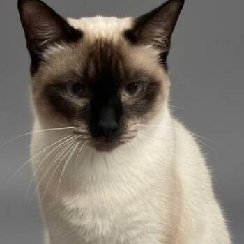 Rescue Siamese and Domestic Short Hair Cats for Adoption in Hopkinton, Massachusetts - Angel | PetCurious