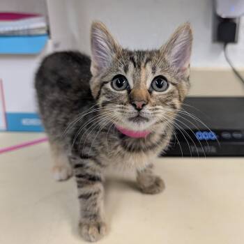 Tiara -  Domestic Short Hair Cat for Adoption in Ardmore, Oklahoma - Tiara | PetCurious