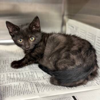 Rescue Domestic Short Hair Cats for Adoption in Pauls Valley, Oklahoma - Pea Salad | PetCurious