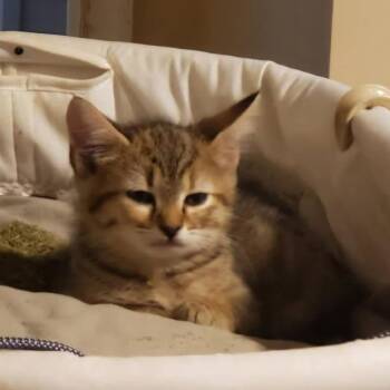 Laurel -  Domestic Short Hair Cat for Adoption in Shinnston, West Virginia - Laurel | PetCurious