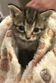 Grumpy -  Domestic Short Hair Cat for Adoption in Wyoming, Michigan - Grumpy | PetCurious