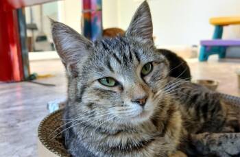 Domestic Short Hair Cats Available for Adoption in Cullowhee, North Carolina - Orchid | PetCurious