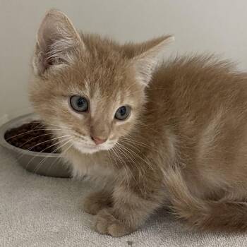 Fry -  Domestic Short Hair Cat for Adoption in Naperville, Illinois - Fry | PetCurious