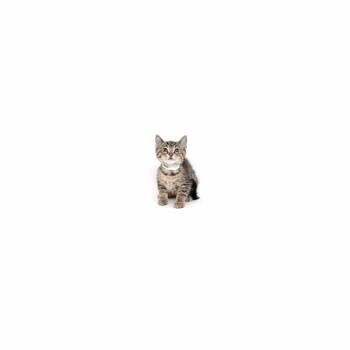 Chicken -  Domestic Short Hair Cat for Adoption in Los Angeles, California - Chicken | PetCurious