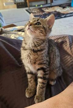 Domestic Short Hair Cats Available for Adoption in South Bend, Indiana - Jack | PetCurious