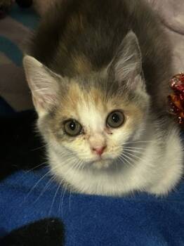 Rescue Domestic Medium Hair and Domestic Short Hair Cats for Adoption in Spruce Pine, North Carolina - Angel | PetCurious