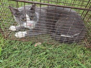 Domestic Short Hair Cats Available for Adoption in Houston, Texas - 12 | PetCurious