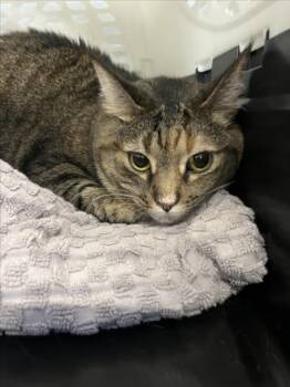 Domestic Short Hair Cats Available for Adoption in Derwood, Maryland - BRI | PetCurious