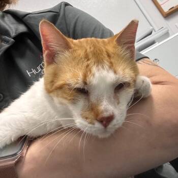 Jack -  Domestic Short Hair Cat for Adoption in Clearwater, Florida - Jack | PetCurious