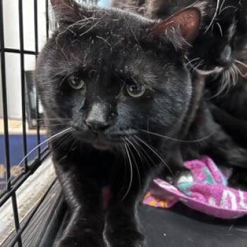 Shane Hollander -  Domestic Short Hair Cat for Adoption in New York, New York - Shane Hollander | PetCurious