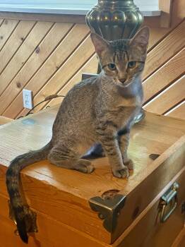 Rescue Tabby Cats for Adoption in Lacon, Illinois - Autumn | PetCurious