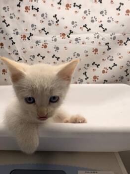CURLY -  Domestic Short Hair Cat for Adoption in Riverside, California - CURLY | PetCurious