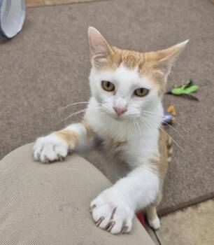 Todd -  Domestic Short Hair Cat for Adoption in South Bend, Indiana - Todd | PetCurious