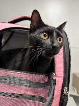Nf-12 -  Domestic Short Hair Cat for Adoption in Lawrenceville, Georgia - Nf-12 | PetCurious