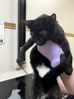 Rescue Domestic Short Hair Cats for Adoption in West Chester, Pennsylvania - Mockingbird | PetCurious