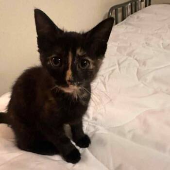 Rescue Domestic Short Hair Cats for Adoption in Martinsville, Indiana - Pontoon | PetCurious