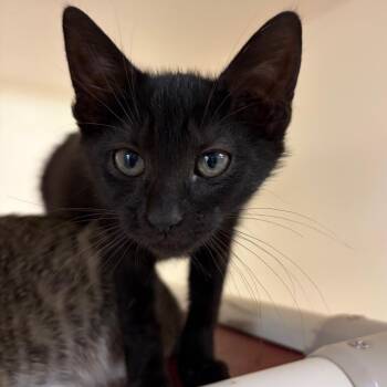 Bray -  Domestic Short Hair Cat for Adoption in Harrisonburg, Virginia - Bray | PetCurious
