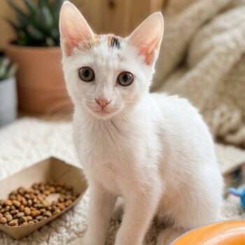 Olive Oil 3882 -  Domestic Short Hair Cat for Adoption in Boca Raton, Florida - Olive Oil 3882 | PetCurious