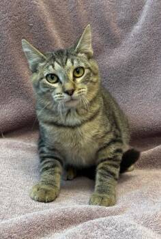 Herman -  Domestic Short Hair Cat for Adoption in Little Rock, Arkansas - Herman | PetCurious