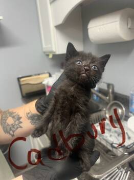 Rescue Domestic Short Hair Cats for Adoption in Morristown, Tennessee - Cadbury | PetCurious