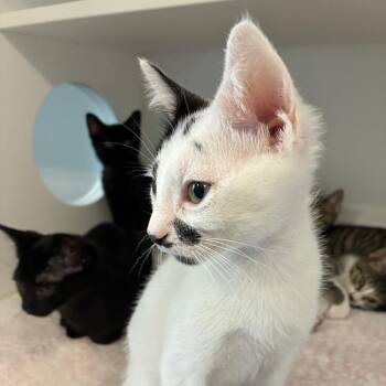 Yarn -  Domestic Medium Hair Cat for Adoption in Greensboro, North Carolina - Yarn | PetCurious