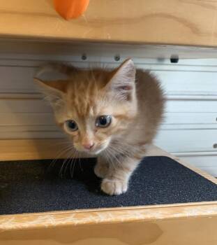 Domestic Short Hair Cats Available for Adoption in Salinas, California - Liam | PetCurious