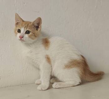 Rowdy -  Domestic Medium Hair and Tabby Cat for Adoption in West Palm Beach, Florida - Rowdy | PetCurious