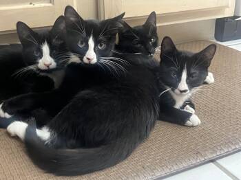 Rescue Tuxedo and Tabby Cats for Adoption in Killingly, Connecticut - The Tuxedo Mafia (the Cutest Crime Family In Town) | PetCurious