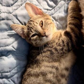 Cashew -  Domestic Short Hair Cat for Adoption in Houston, Texas - Cashew | PetCurious
