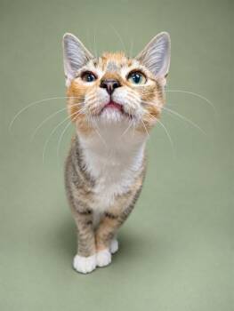FERN -  Domestic Short Hair Cat for Adoption in Westminster, Maryland - FERN | PetCurious