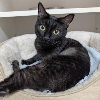 Domestic Short Hair Cats Available for Adoption - Raven | PetCurious