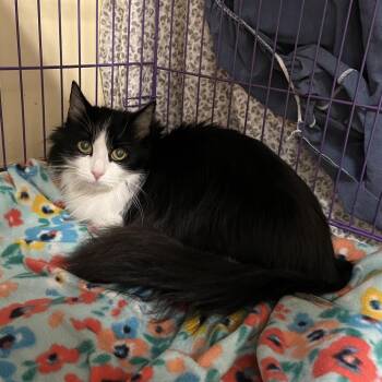 Lily -  Domestic Long Hair Cat for Adoption in Bedford, New Hampshire - Lily | PetCurious