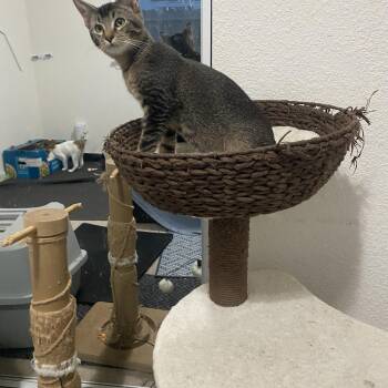 Percy -  Tabby Cat for Adoption in Hayward, California - Percy | PetCurious