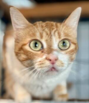 Rescue Domestic Short Hair Cats for Adoption in New Braunfels, Texas - Gingeroo | PetCurious